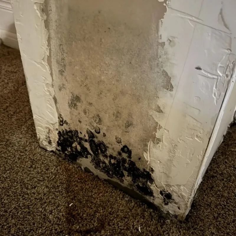 Professional Mold Removal in Minersville, PA